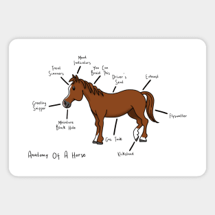 Anatomy of a Horse Magnet